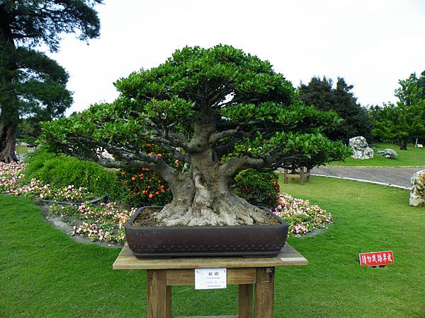 DSCF9576.JPG DSCF9576.JPG