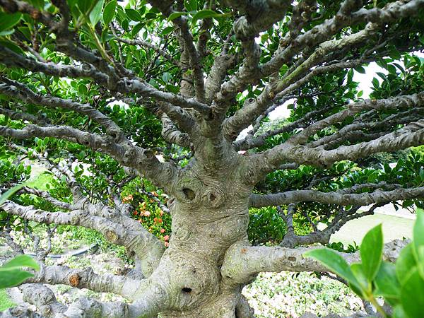 DSCF9579.JPG DSCF9579.JPG