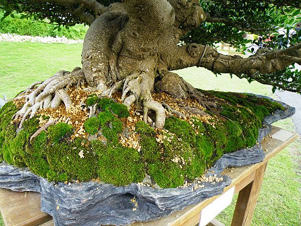 DSCF9582.JPG DSCF9582.JPG