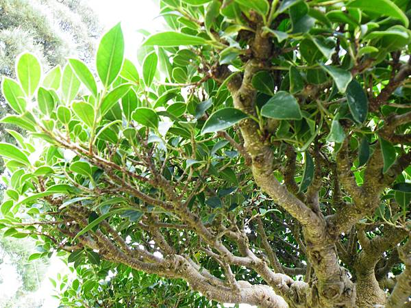 DSCF9585.JPG DSCF9585.JPG