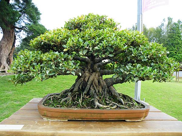 DSCF9586.JPG DSCF9586.JPG