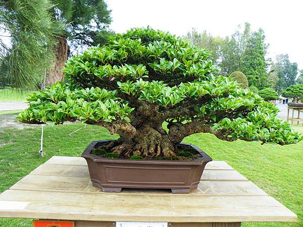 DSCF9589.JPG DSCF9589.JPG