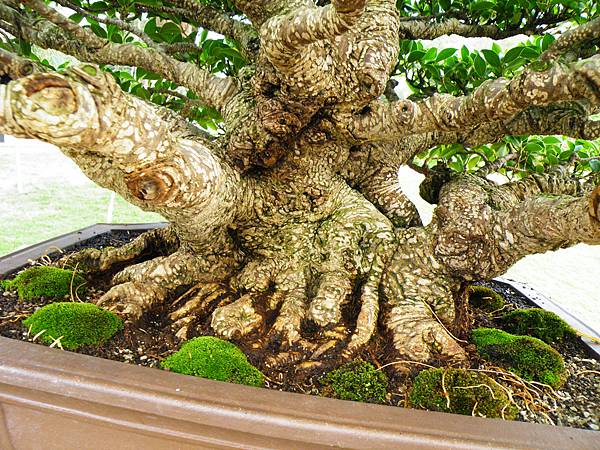 DSCF9590.JPG DSCF9590.JPG