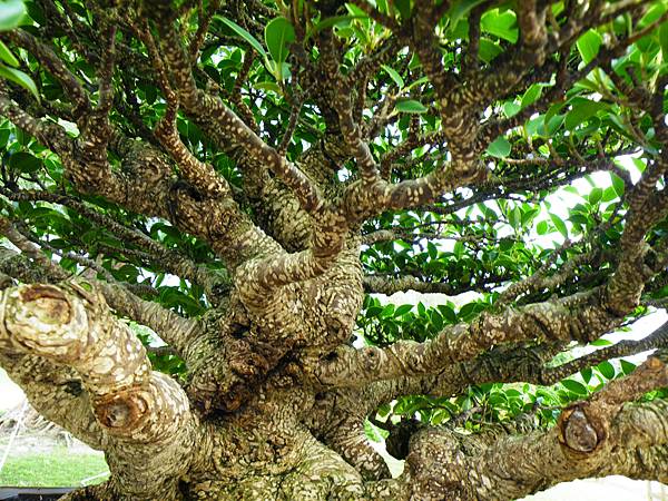 DSCF9591.JPG DSCF9591.JPG