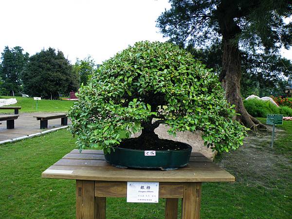 DSCF9592.JPG DSCF9592.JPG