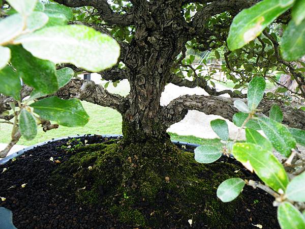 DSCF9593.JPG DSCF9593.JPG