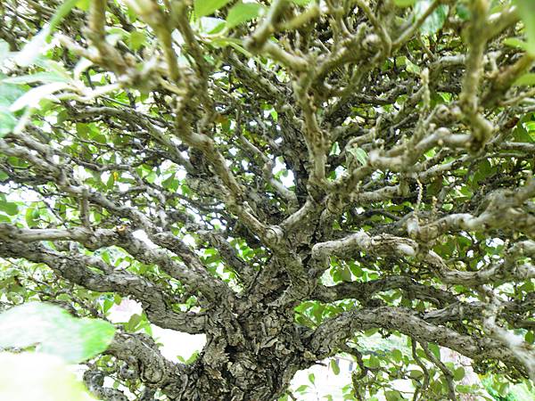 DSCF9595.JPG DSCF9595.JPG