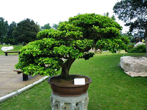 DSCF9598.JPG DSCF9598.JPG