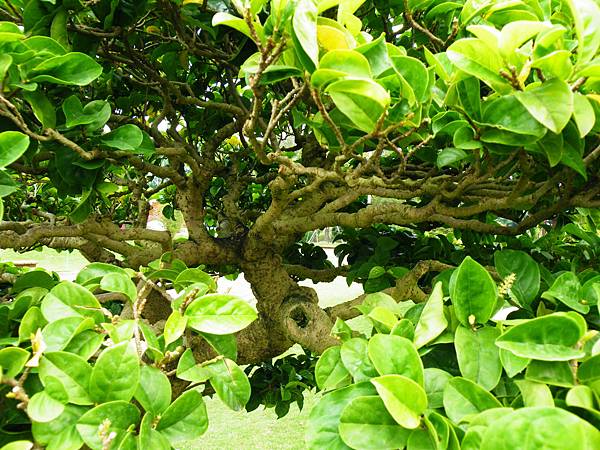 DSCF9601.JPG DSCF9601.JPG