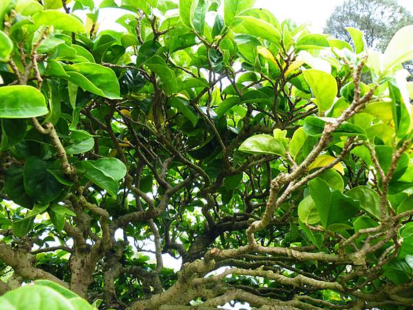 DSCF9602.JPG DSCF9602.JPG