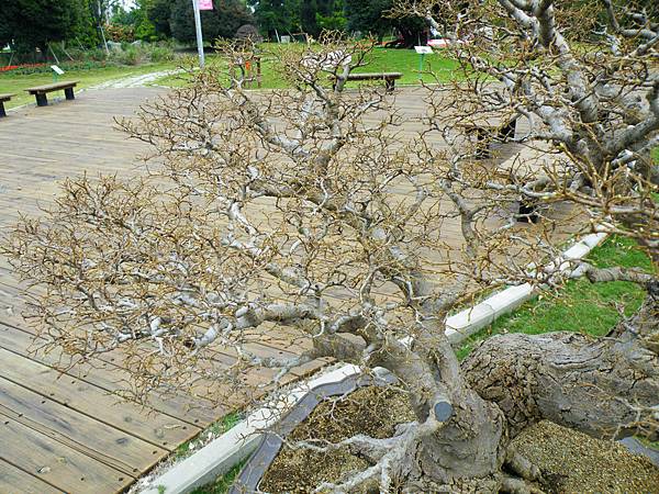 DSCF9607.JPG DSCF9607.JPG