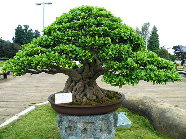 DSCF9610.JPG DSCF9610.JPG