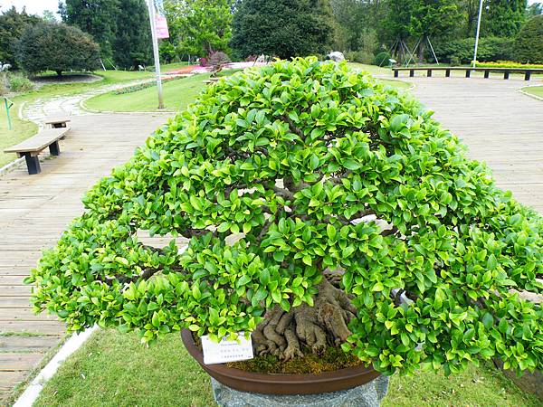 DSCF9613.JPG DSCF9613.JPG