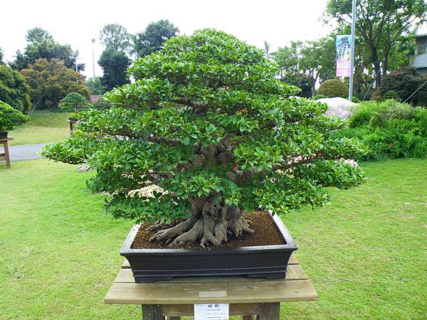 DSCF9615.JPG DSCF9615.JPG