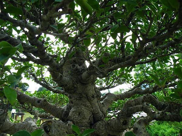 DSCF9618.JPG DSCF9618.JPG