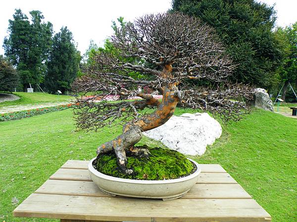 DSCF9619.JPG DSCF9619.JPG