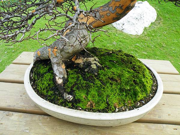 DSCF9620.JPG DSCF9620.JPG