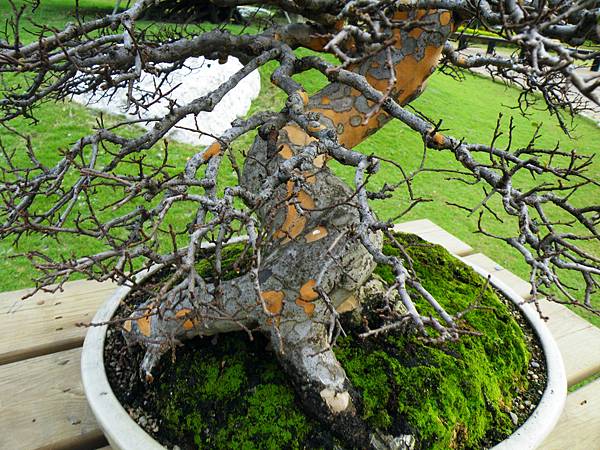 DSCF9624.JPG DSCF9624.JPG