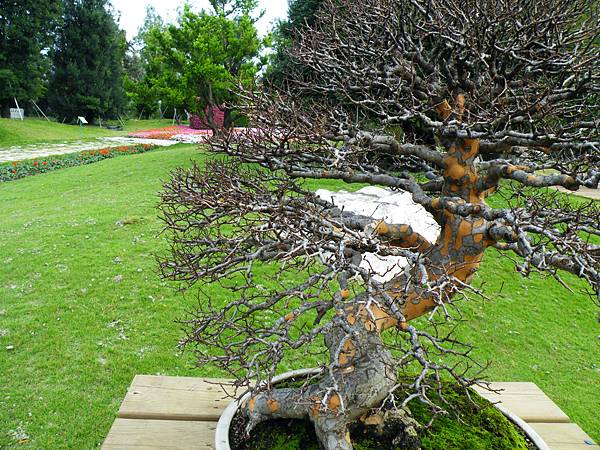 DSCF9625.JPG DSCF9625.JPG