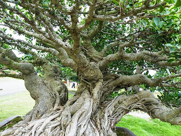 DSCF9630.JPG DSCF9630.JPG