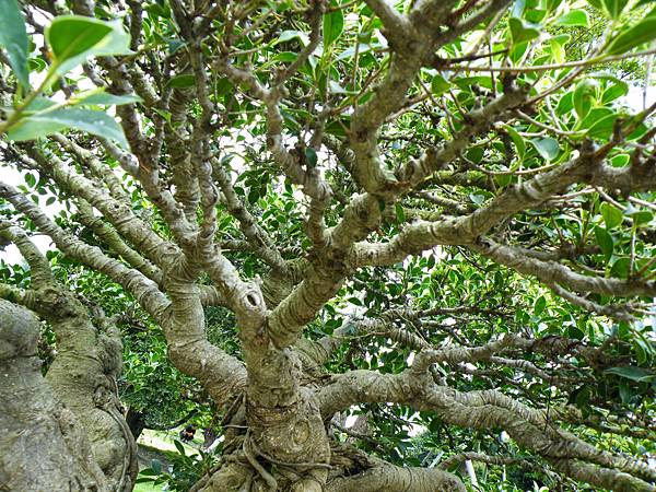 DSCF9631.JPG DSCF9631.JPG