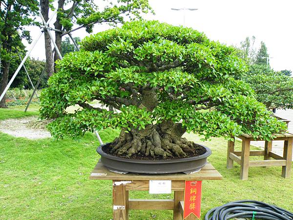 DSCF9632.JPG DSCF9632.JPG