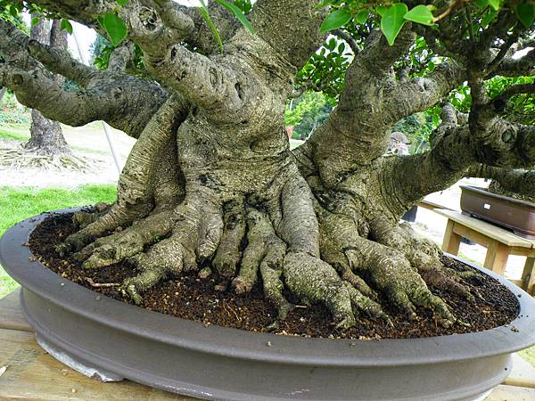 DSCF9633.JPG DSCF9633.JPG