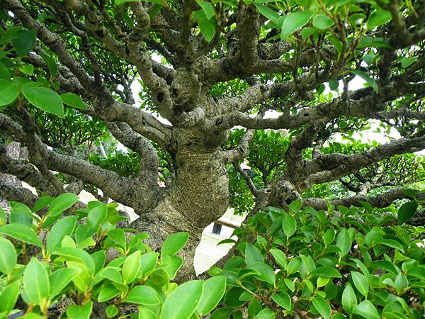 DSCF9634.JPG DSCF9634.JPG