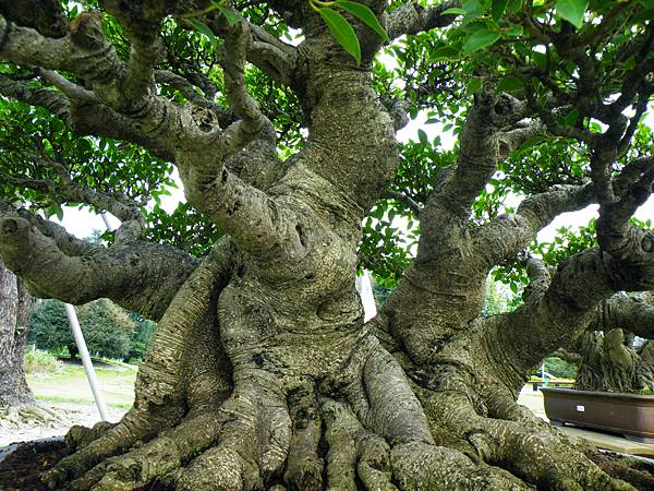 DSCF9635.JPG DSCF9635.JPG