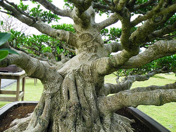 DSCF9640.JPG DSCF9640.JPG