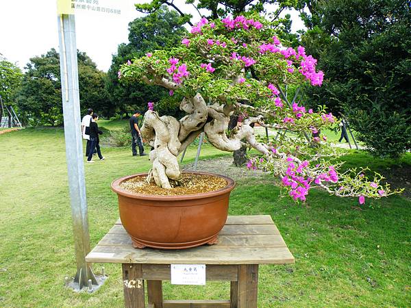 DSCF9645.JPG DSCF9645.JPG