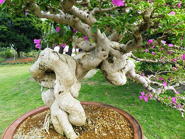 DSCF9647.JPG DSCF9647.JPG