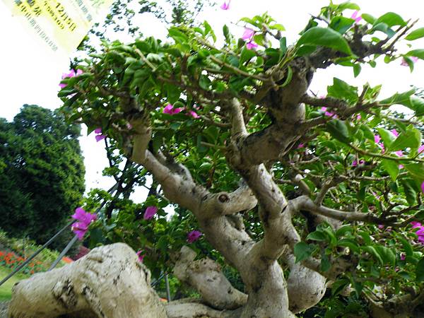 DSCF9648.JPG DSCF9648.JPG