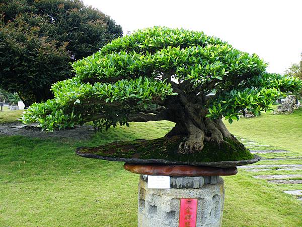 DSCF9650.JPG DSCF9650.JPG