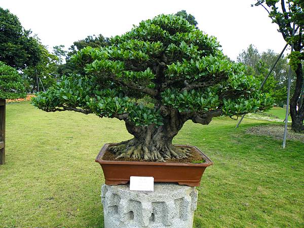 DSCF9655.JPG DSCF9655.JPG