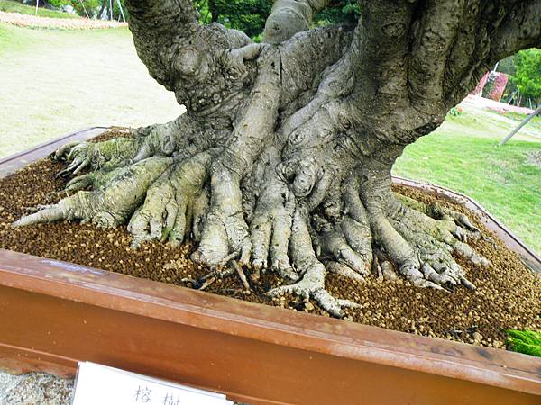 DSCF9656.JPG DSCF9656.JPG