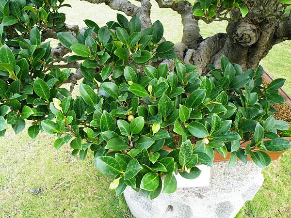 DSCF9659.JPG DSCF9659.JPG