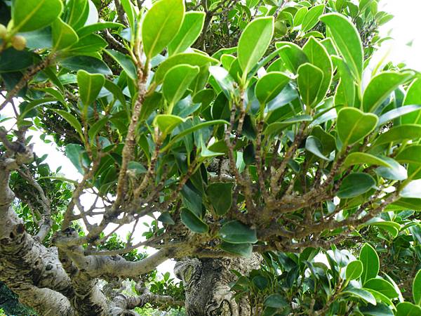 DSCF9660.JPG DSCF9660.JPG