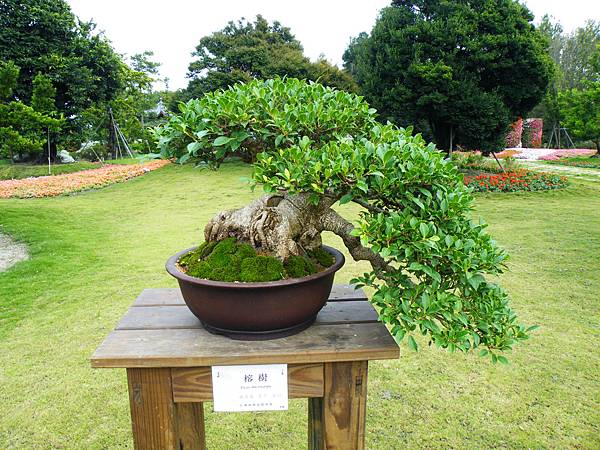 DSCF9661.JPG DSCF9661.JPG