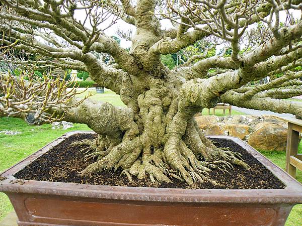 DSCF9668.JPG DSCF9668.JPG