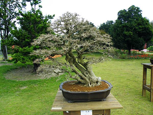 DSCF9671.JPG DSCF9671.JPG