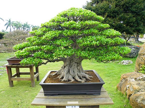 DSCF9674.JPG DSCF9674.JPG