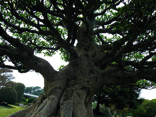 DSCF9676.JPG DSCF9676.JPG