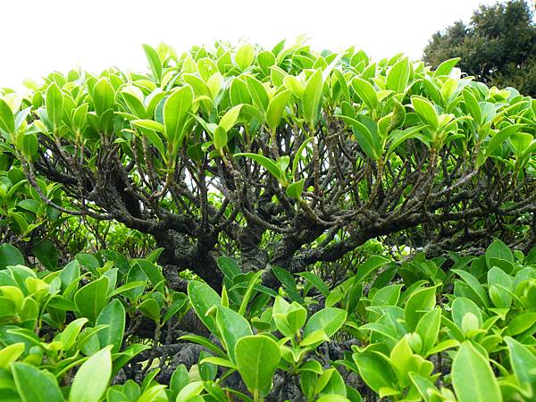 DSCF9677.JPG DSCF9677.JPG