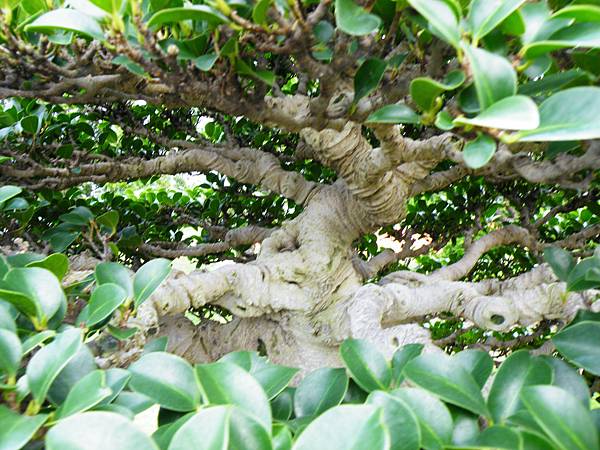 DSCF9681.JPG DSCF9681.JPG