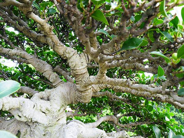 DSCF9682.JPG DSCF9682.JPG