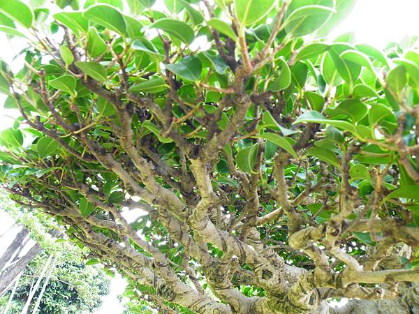 DSCF9686.JPG DSCF9686.JPG