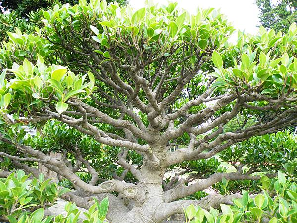 DSCF9694.JPG DSCF9694.JPG