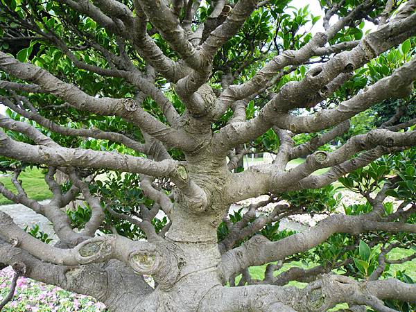 DSCF9695.JPG DSCF9695.JPG