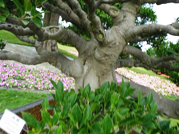 DSCF9696.JPG DSCF9696.JPG